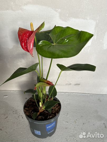 Антуриум шерцера, солара, Джоли