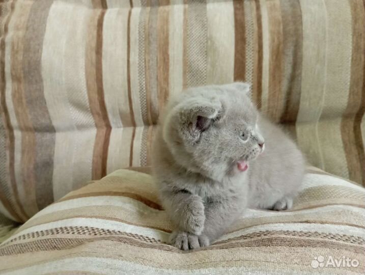 Британские котята