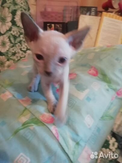 Донской сфинкс кошка