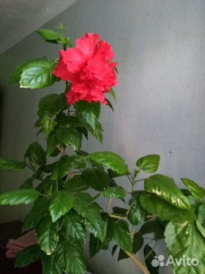 Гибискус китайская роза Балетная пачка