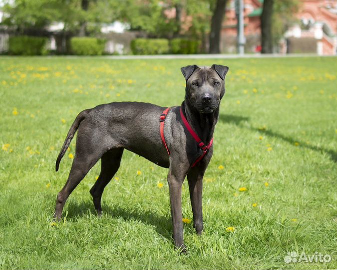 Метис шарпея ждет в приюте
