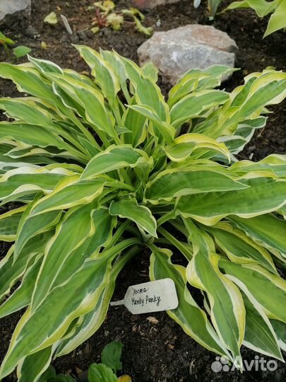 Хосты, гейхеры