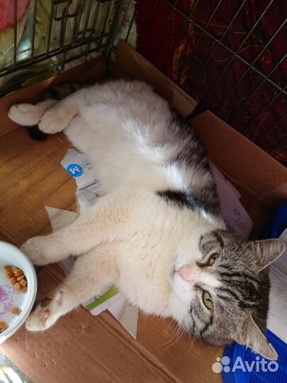 Мощный котик