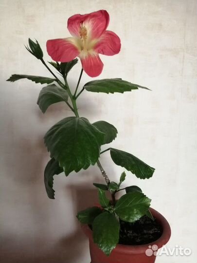 Гибискус сортовой