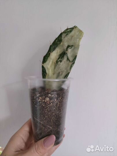 Суккуленты