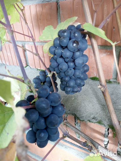 Черенки винограда винно-технического назначения