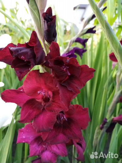 Гладиолусы, георгины