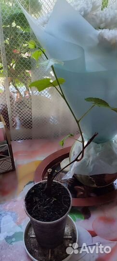 Саженцы винограда изабелла (двухлетние)