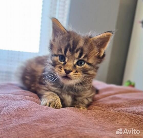 Очаровательный мальчик мей кун. Питомник