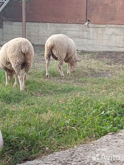 Овцы бараны