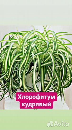 Традесканция Зебрина, Циперус Фараон, Циссус