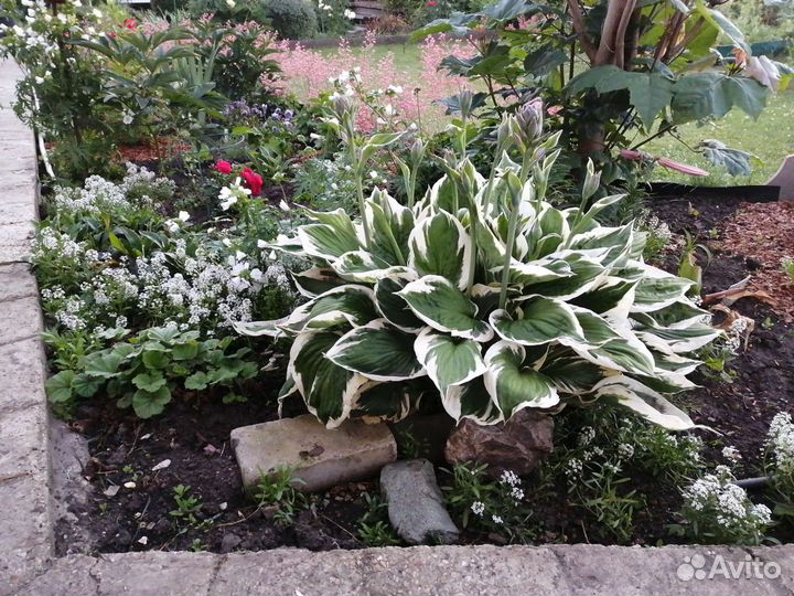 Многолетники для сада