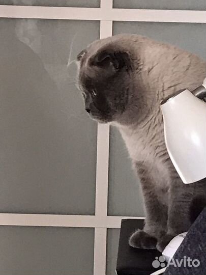 Вязка Жених