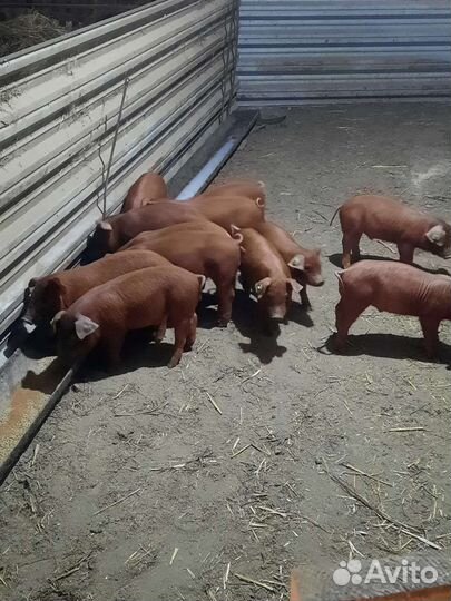 Поросенок дюрок