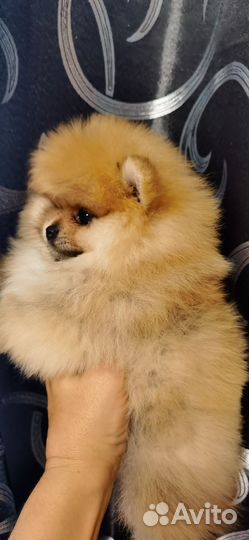 Померанский шпиц