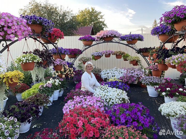 Металлическая арка для цветов петуний