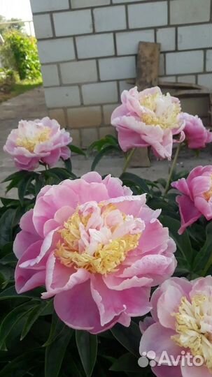 Пион Lois E Klehm