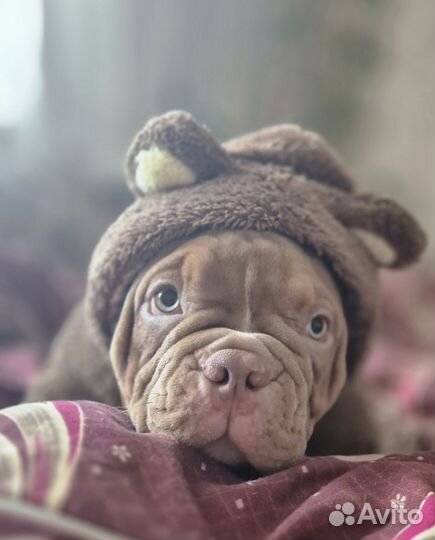 Американский булли микро покет