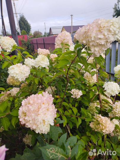 Гортензия дейция