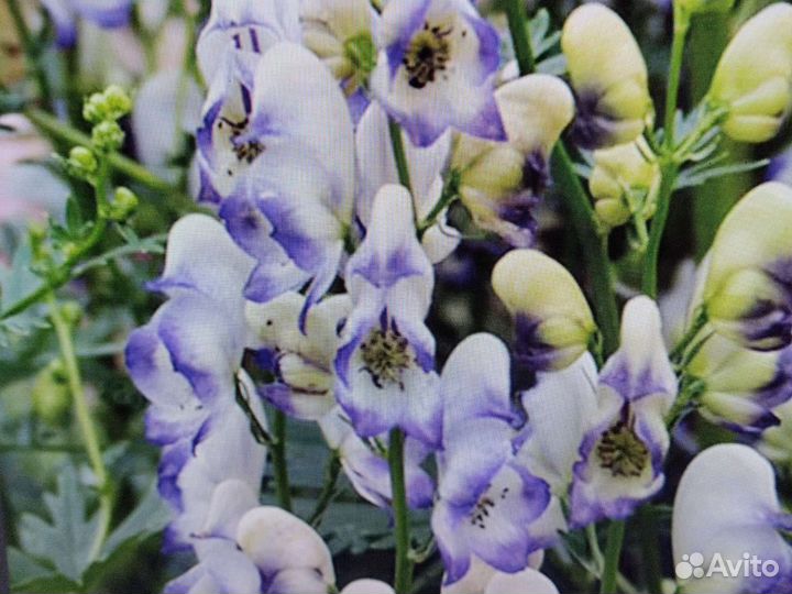 Сесюринхий Бадан Хелоне Зверобой