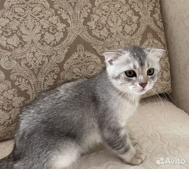 Шотландская