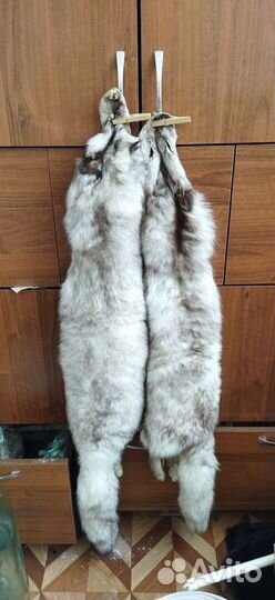 Шкура песца