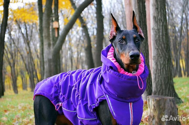 Одежда для большой собаки