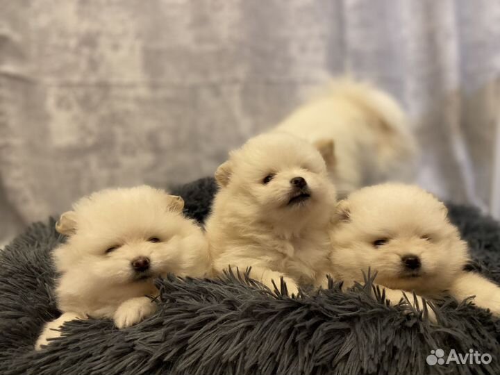 Щенки шпица