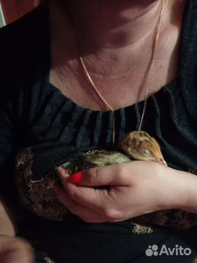 Цыплята бройлеры кура, индюшки, несушки