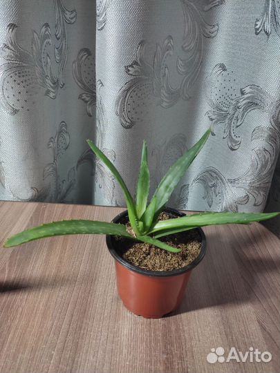 Алоэ