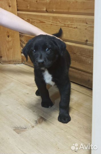 Щенки Лабрадор