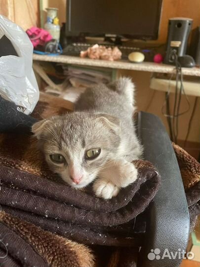 Вислоухая кошка