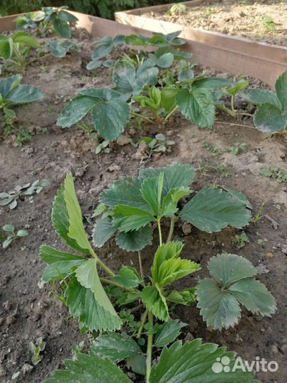 Клубника саженцы гигантелла