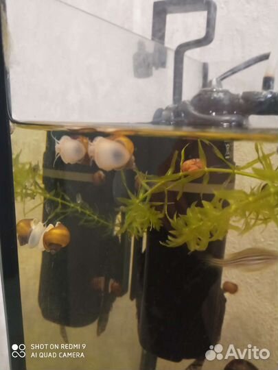 Улитки ампулярии