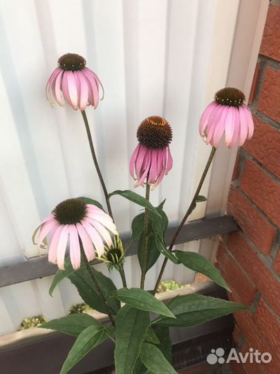 Садовые цветы многолетние