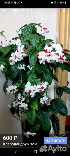 Клеродендрум томпсон