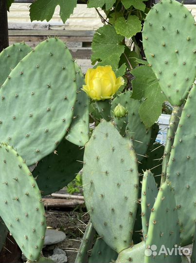 Кактус опунция