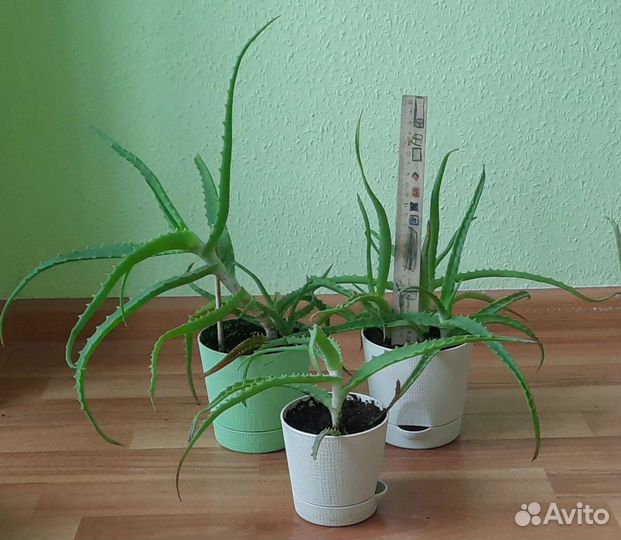 Алоэ лечебный