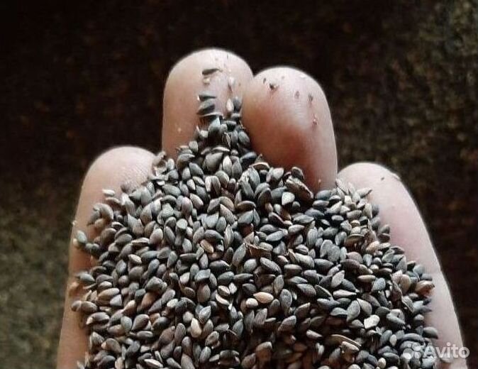 Семена ели на заказ