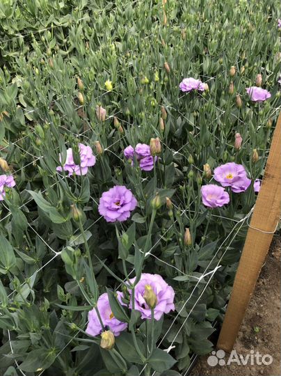 Срез эустомы