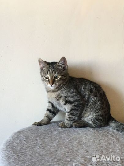 Тигрёнок (котик)