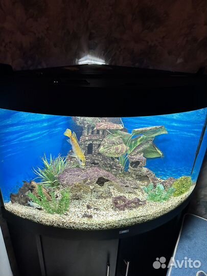 Аквариум с тумбой juwel 190 л
