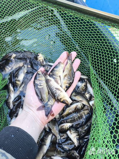 Малек Карпа Карася Амура Толстолобика Зарыбление