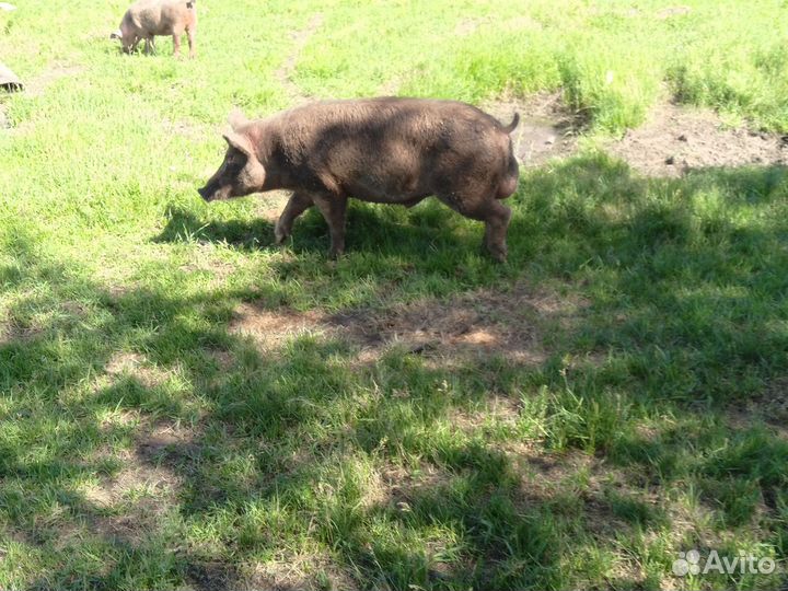 Свиньи живым весом