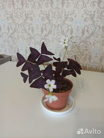 Комнатные растения цветущие