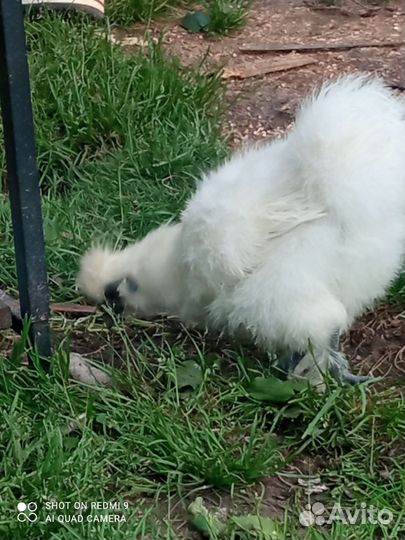 Китайские шелковые