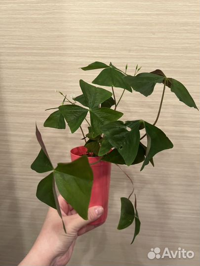 Комнатные цветы