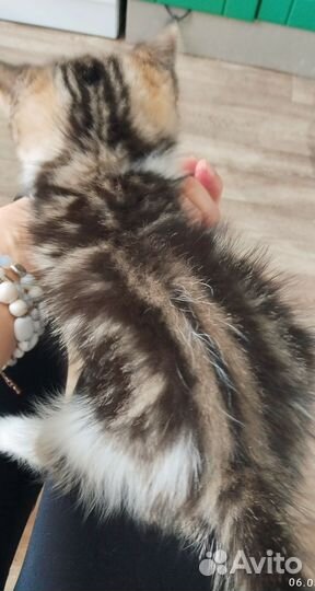 Британские котята