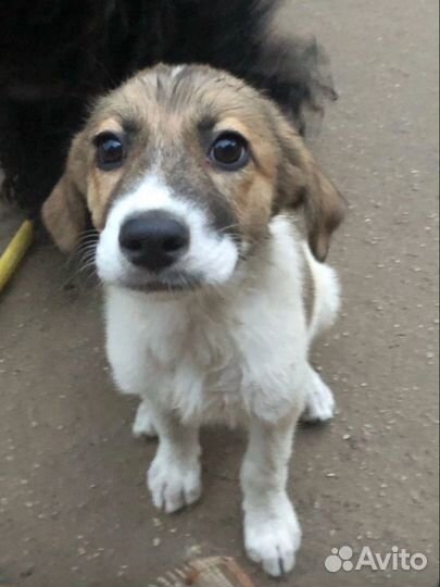 Отдам в хорошие руки щенка,девочка