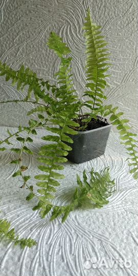 Папоротники сортовые